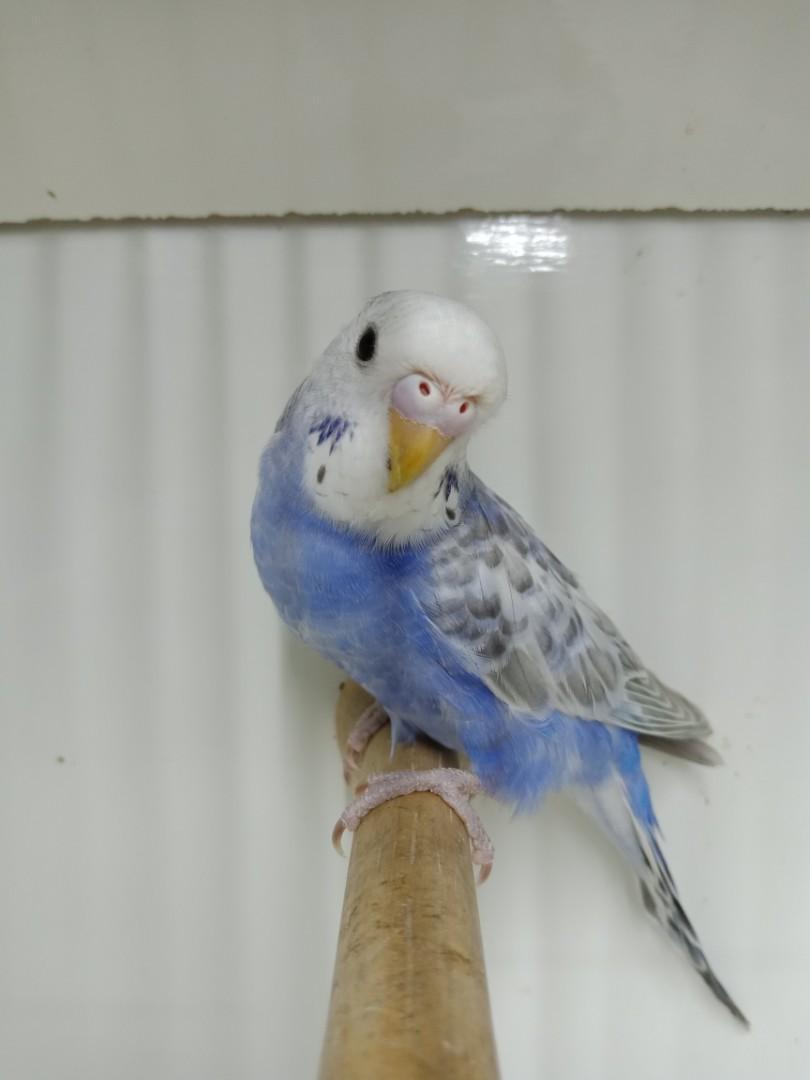 Burung Baji Budgie C Pet Supplies Pet Accessories On Carousell