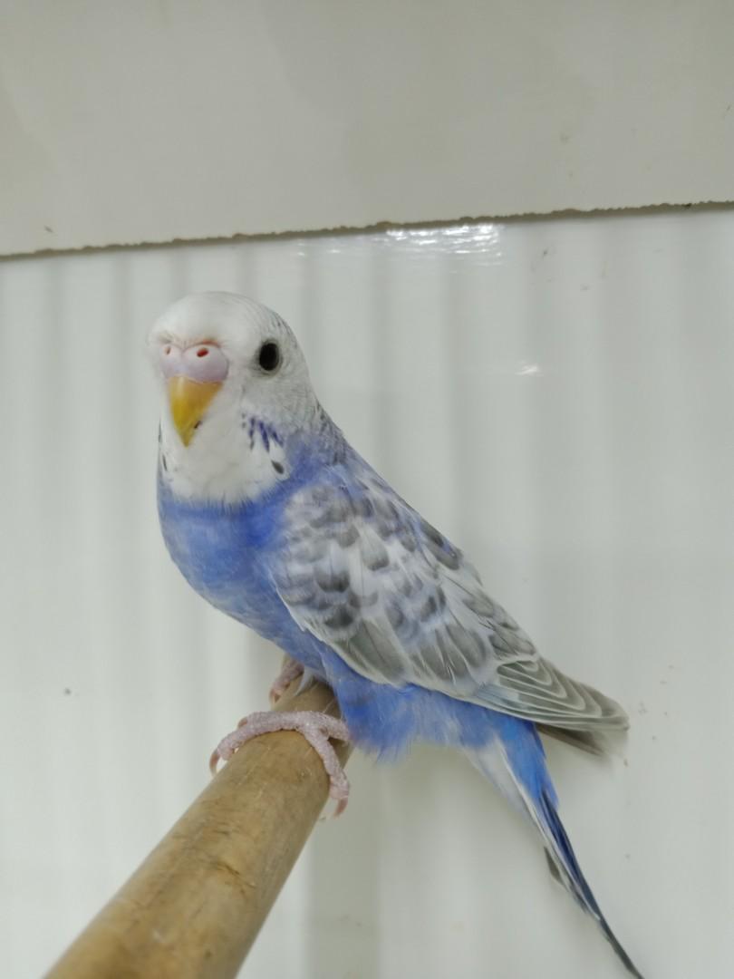 Burung Baji Budgie C Pet Supplies Pet Accessories On Carousell
