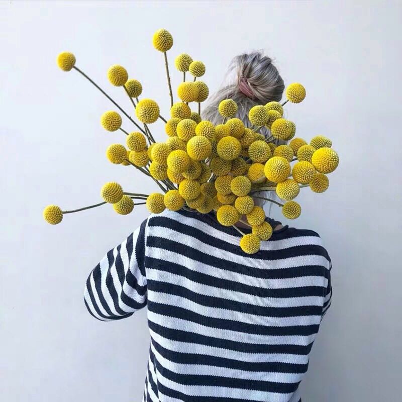 Dried Yellow Pom Pom Flowers Yellow Artificial Flowers / Frequent