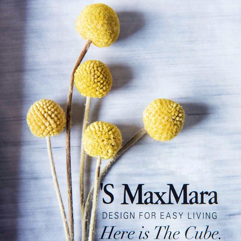 PO Bright Yellow Pom Dried Natural Craspedia Flowers ...