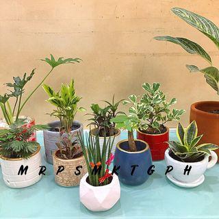 Planter Pot Flowers Plants Carousell Philippines