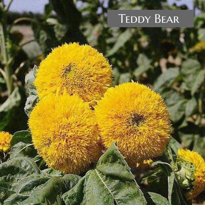 Paling Populer 14+ Bunga Matahari Teddy Bear - Gambar ...
