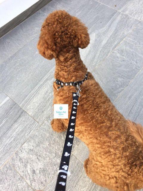 dog collar leash harness set