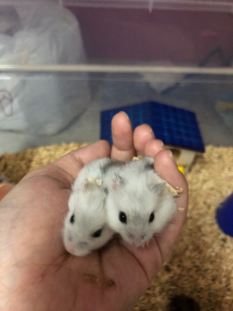 Cute Baby Hamsters Everything Else Others On Carousell