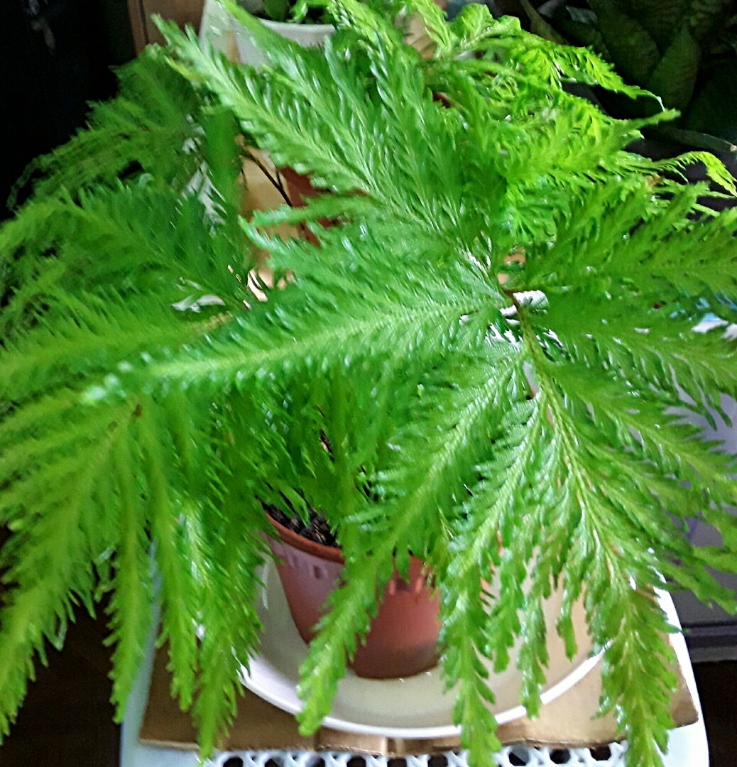 Spikemoss/Selaginella (same plant looking very different from different angles, so pretty!)