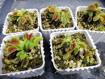 Venus Flytrap View All Venus Flytrap Ads In Carousell Philippines