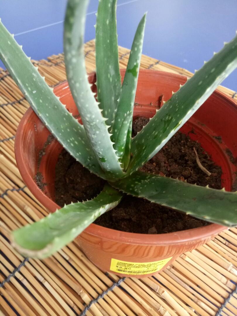 Aloe Vera Plants Used For Burns Skin Moisturising And Insect