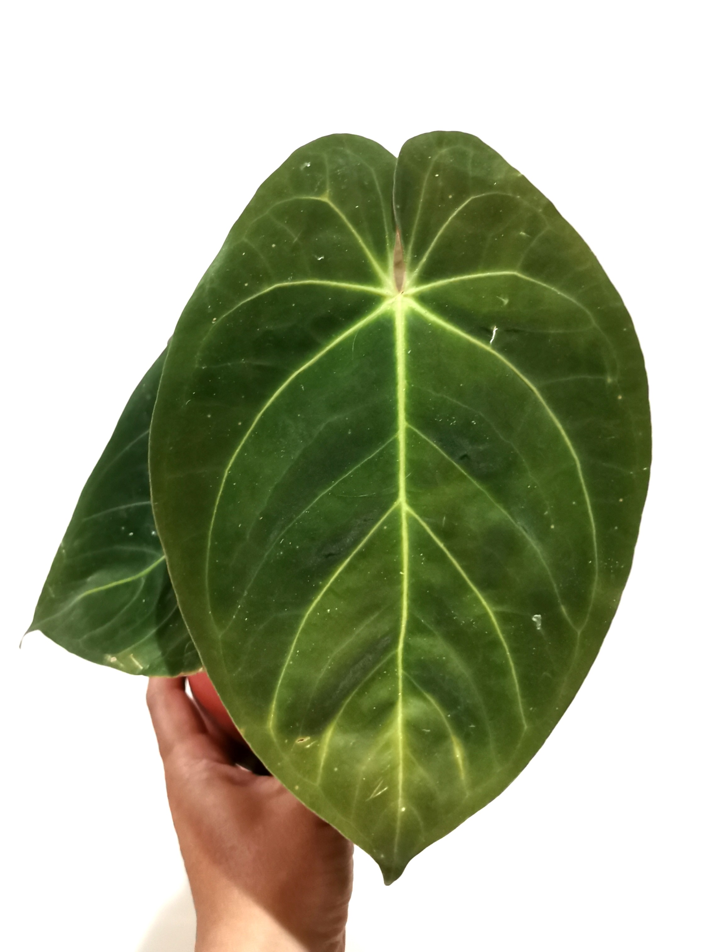 Anthurium Ace of Spades, Furniture & Home Living, Gardening, Plants