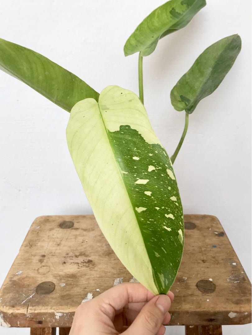 B Philodendron Jose Buono Furniture Home Living Gardening Plants Seeds On Carousell