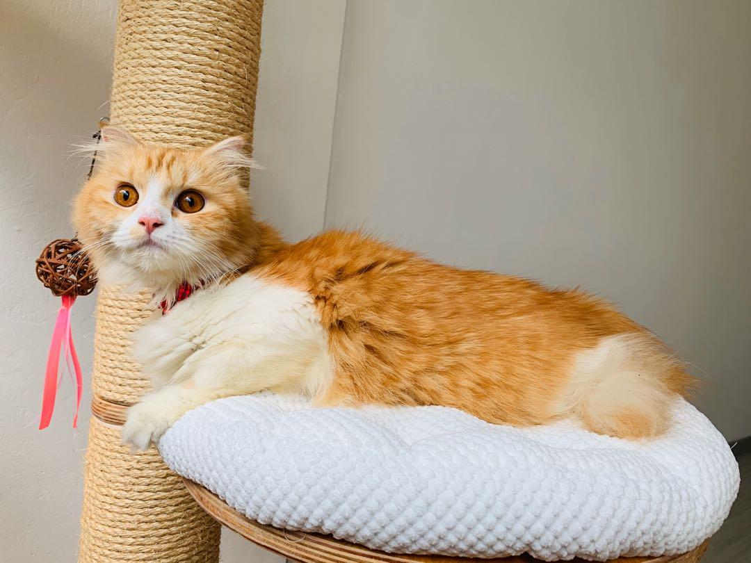 Cat discount sitting hotel