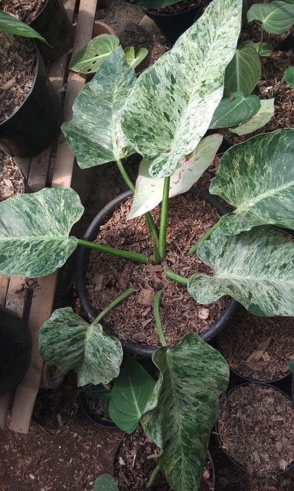 Philodendron Giganteum Variegated Preorder Furniture Home Living Gardening Plants Seeds On Carousell