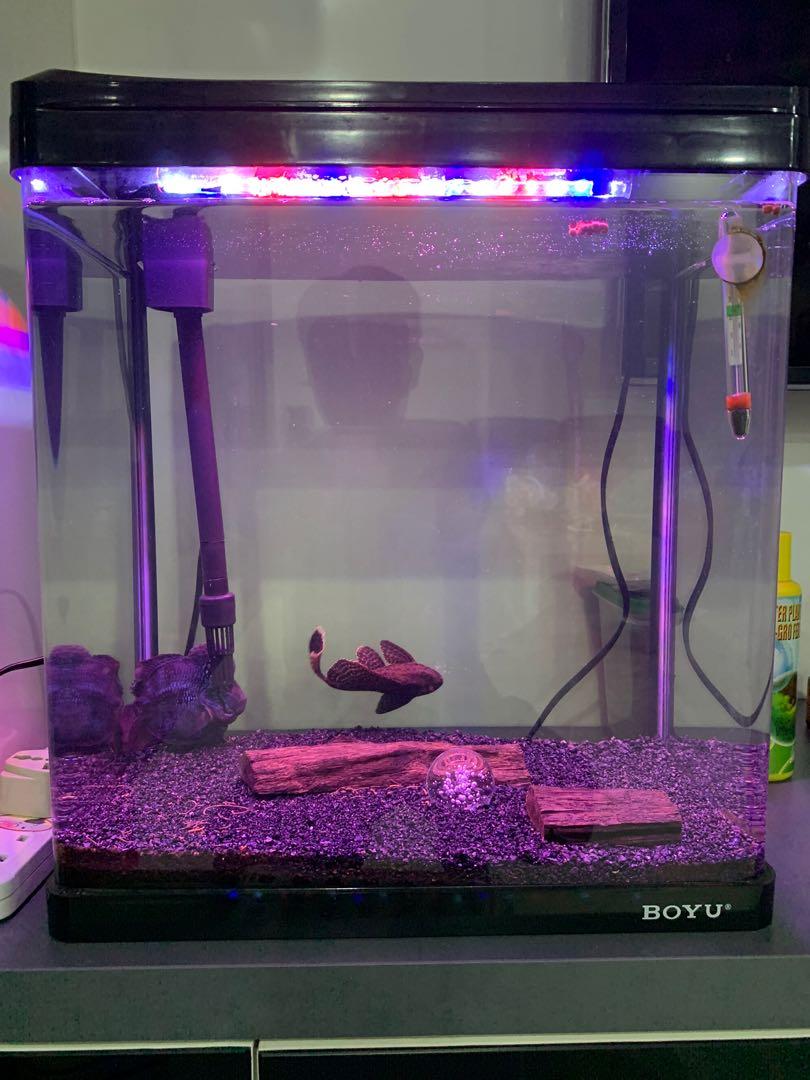 Boyu Fish Tank, Pet Supplies, Homes & Other Pet Accessories on Carousell