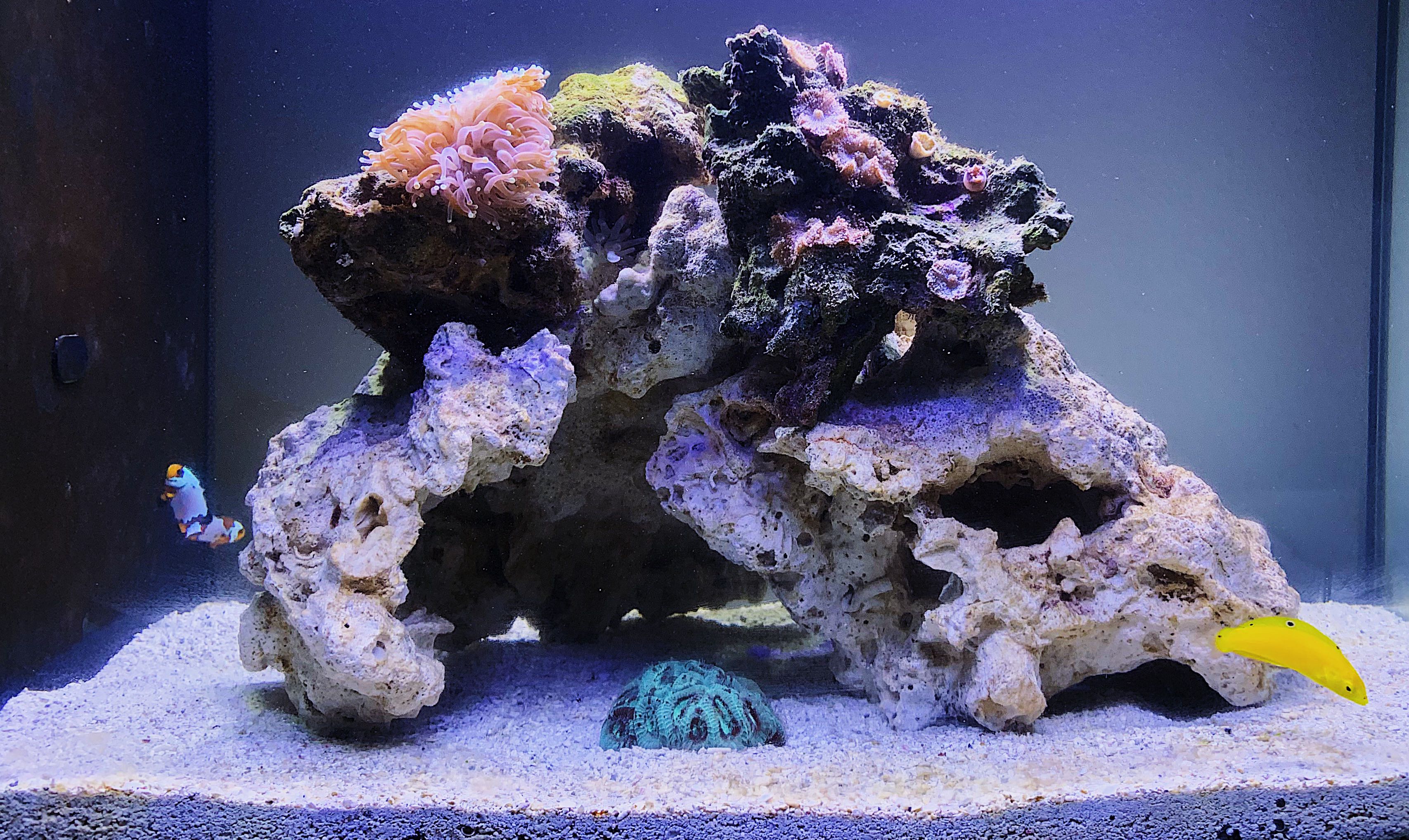 fluval evo 13 5
