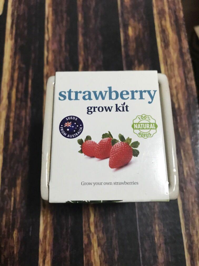 Strawberry Grow Kit, Furniture & Home Living, Gardening, Plants & Seeds