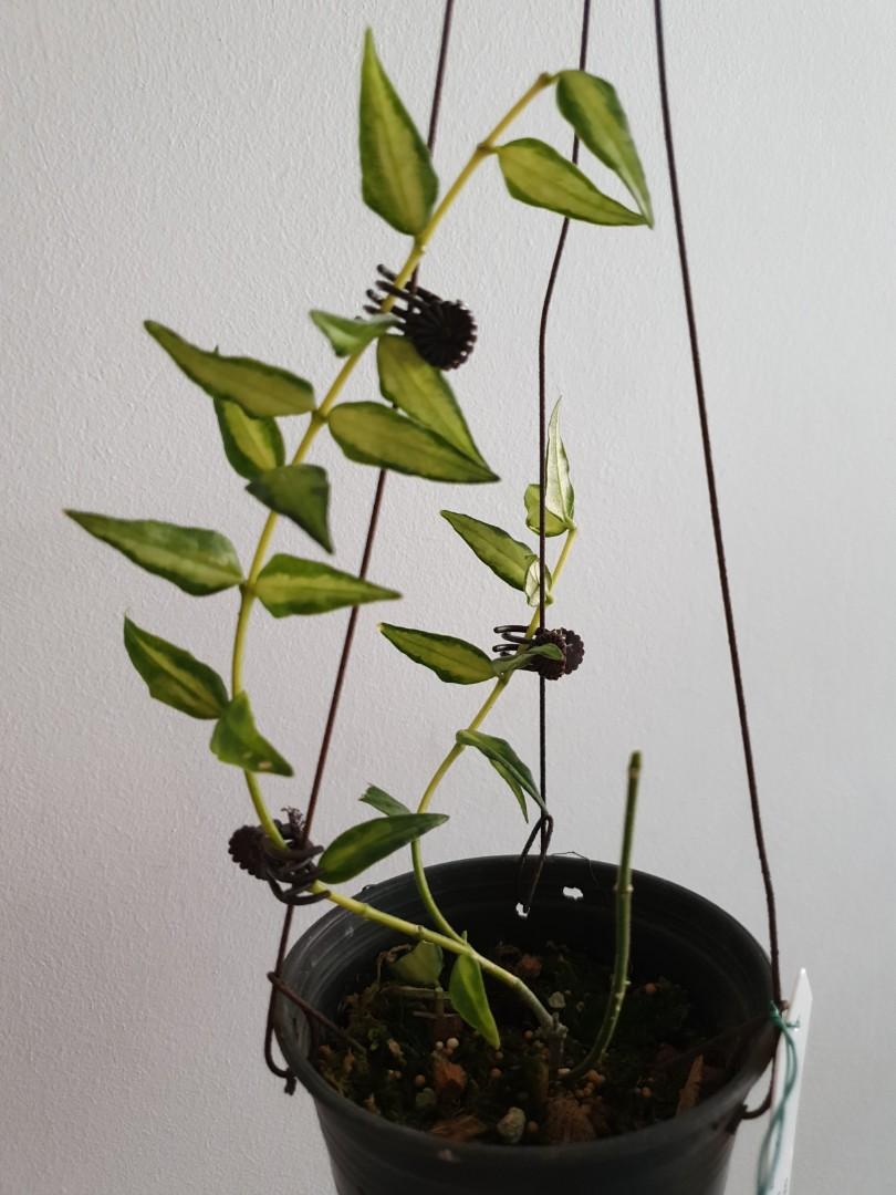 Hoya Bella Variegated Gardening Plants On Carousell