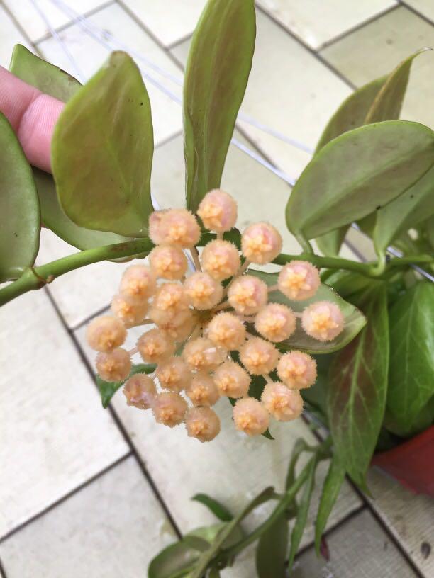 Hoya obscura, Gardening, Plants on Carousell