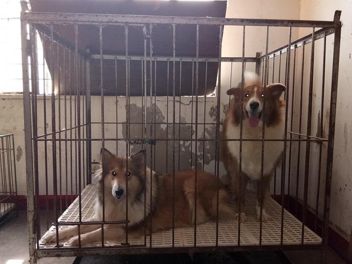 3x4x4 dog cage