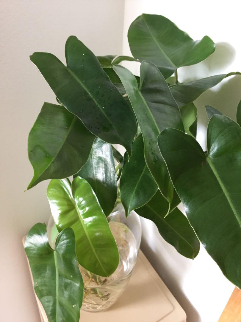 Philodendron Burle Marx In Water Furniture Home Living Gardening Plants Seeds On Carousell