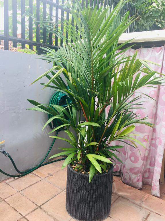 3 Mature & Lush MacArthur & Lipstick Palm Trees, Furniture & Home