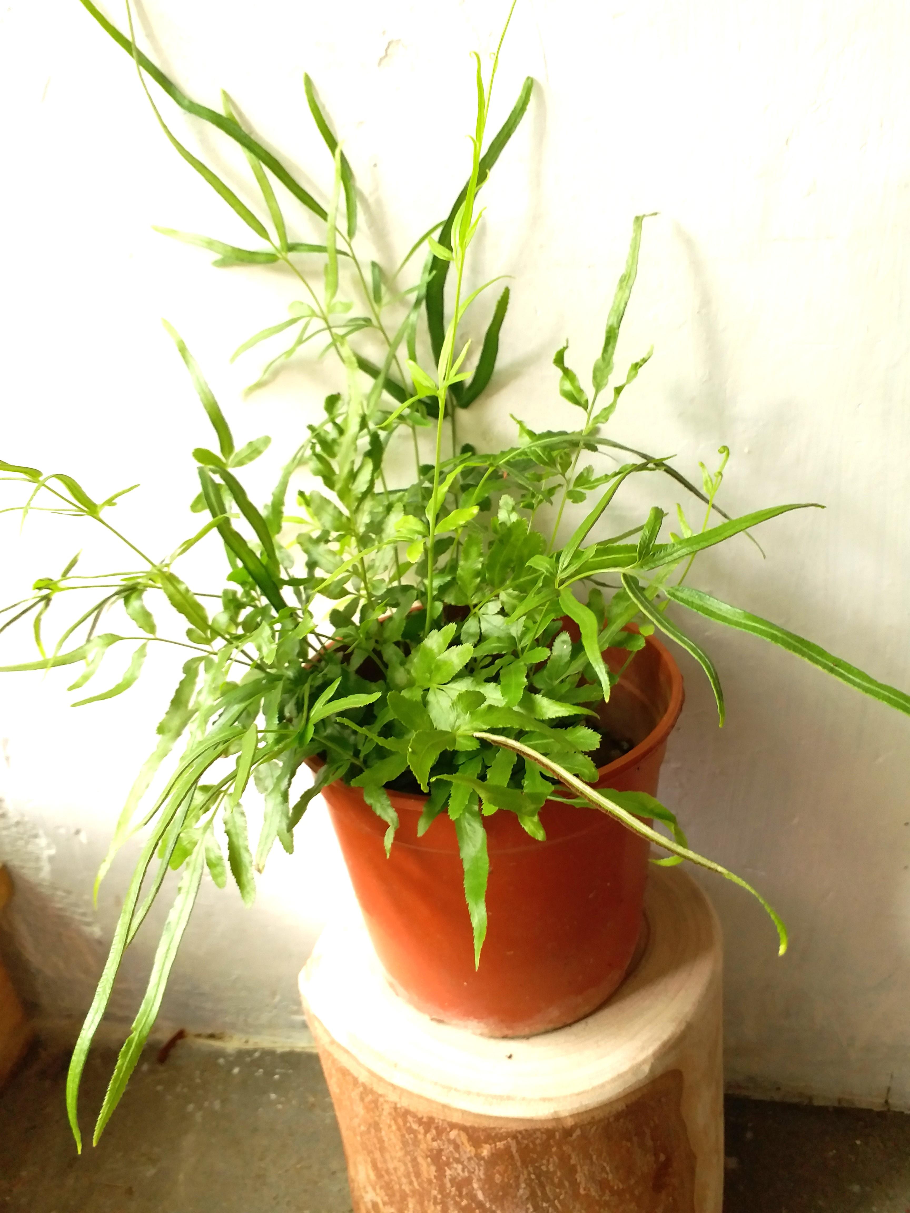 室內植物蕨類買3送1 陰性盆栽容易打理容易種翠綠觀葉plant Indoor Gardening 綠化家居 傢俬 家居 Gardening Plants Carousell