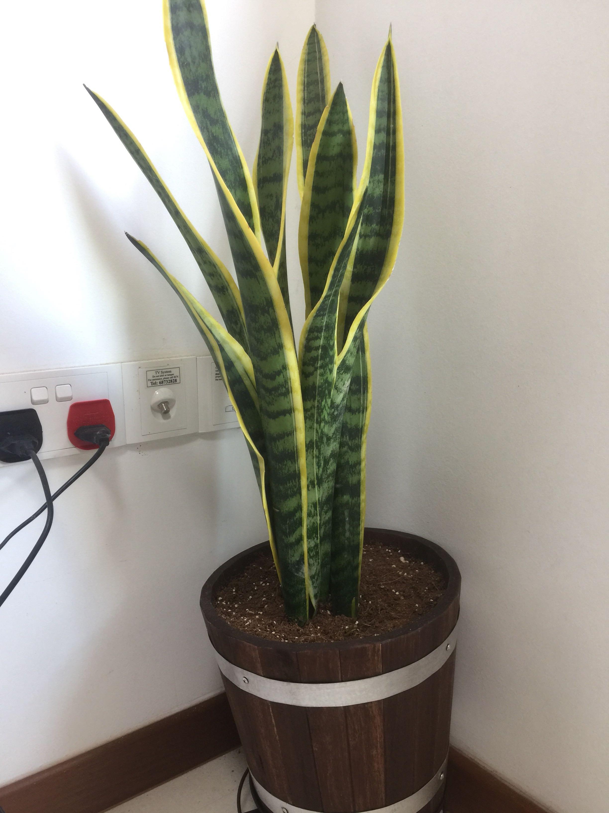 Snake Plant Ikea planter, Furniture & Home Living, Gardening, Plants