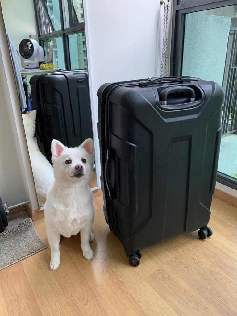 samsonite spinner hard case