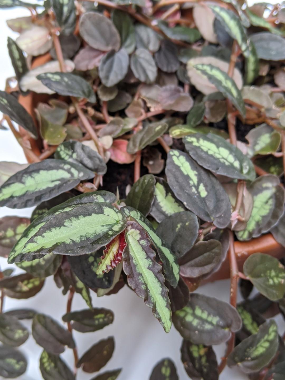 Beautiful Trailing Pellionia Repens Watermelon Begonia Furniture Home Living Gardening Plants Seeds On Carousell