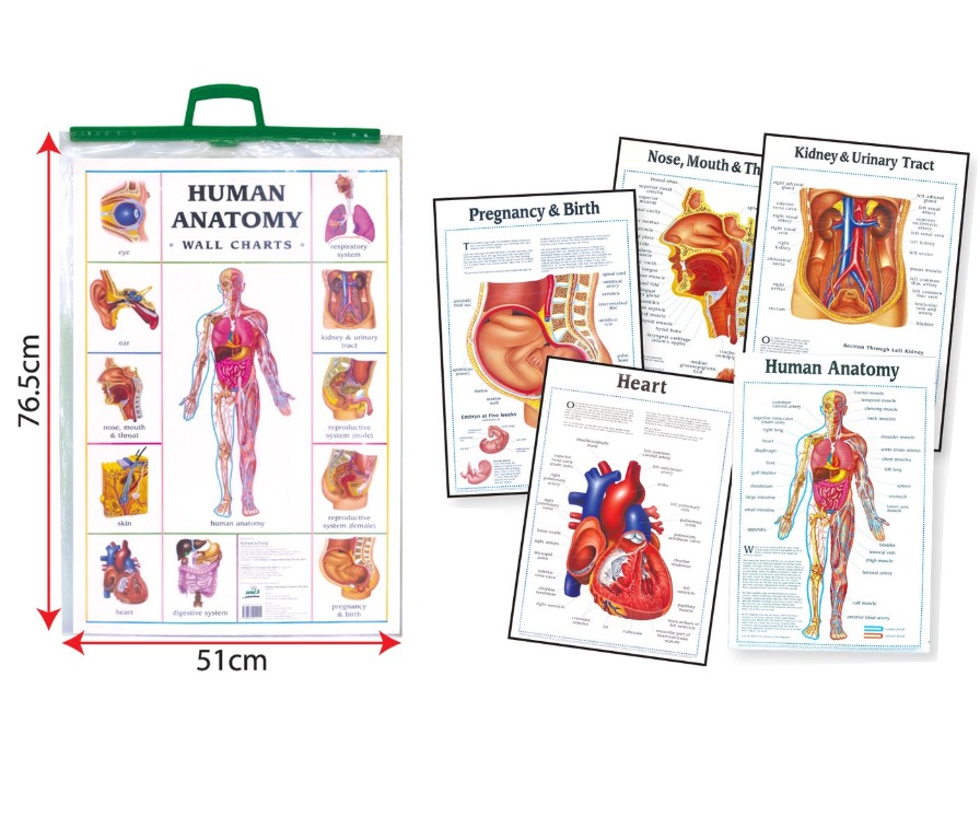 B - Charts Human Anatomy ( BI ), Hobbies & Toys, Stationery & Craft ...