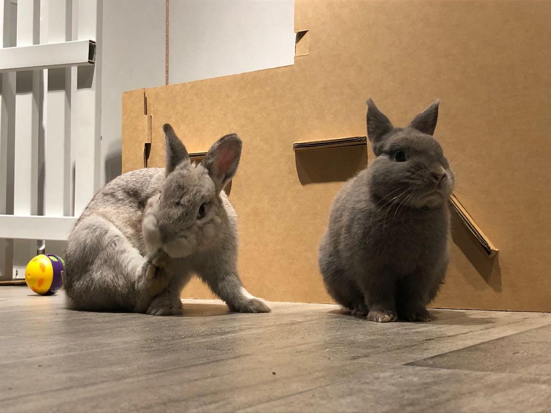 bunny boarding