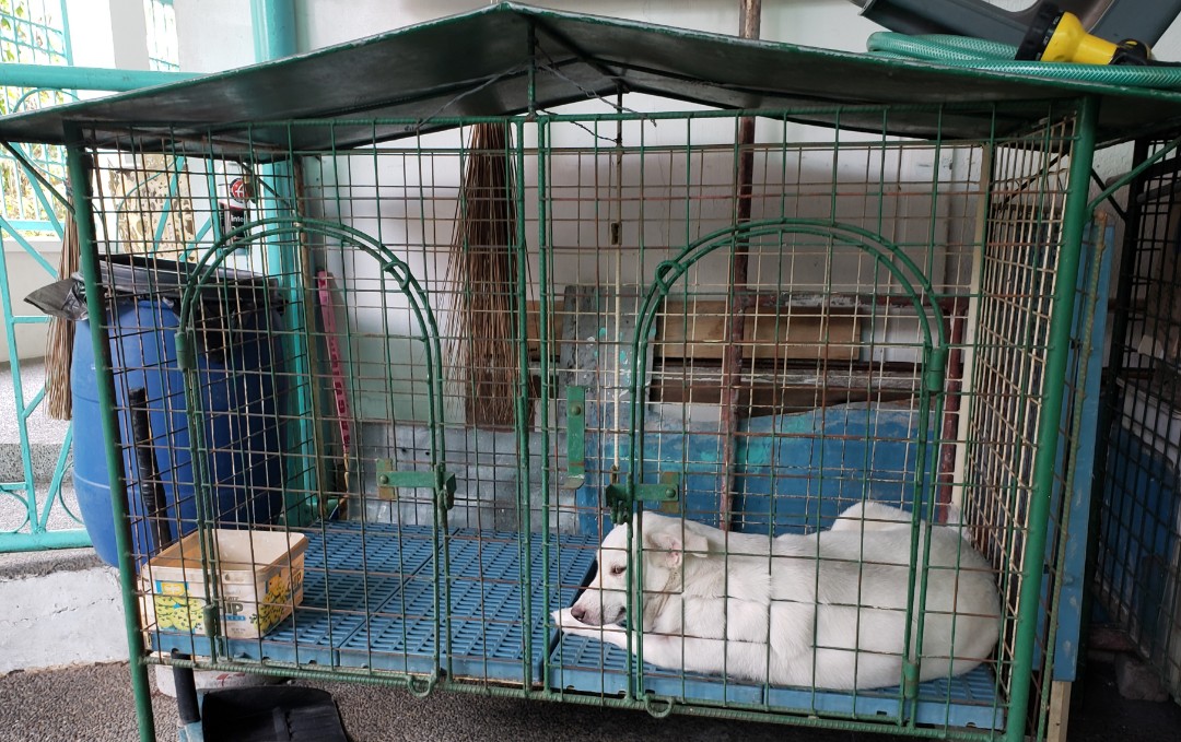Plastic matting on sale for dog cage