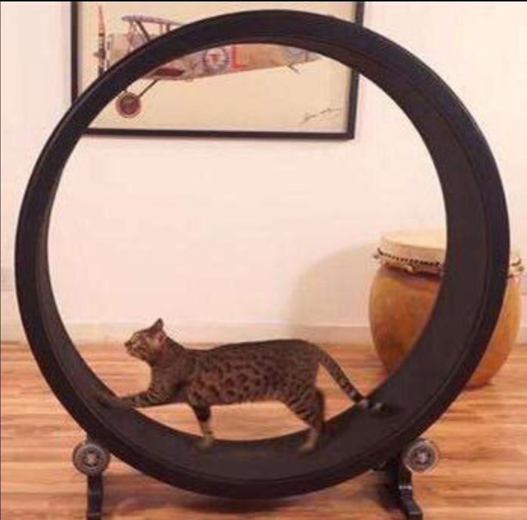 small cat wheel
