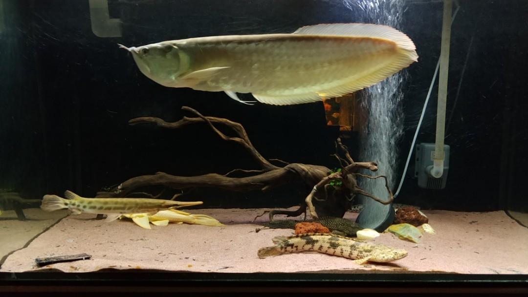 used 120 gallon fish tank for sale