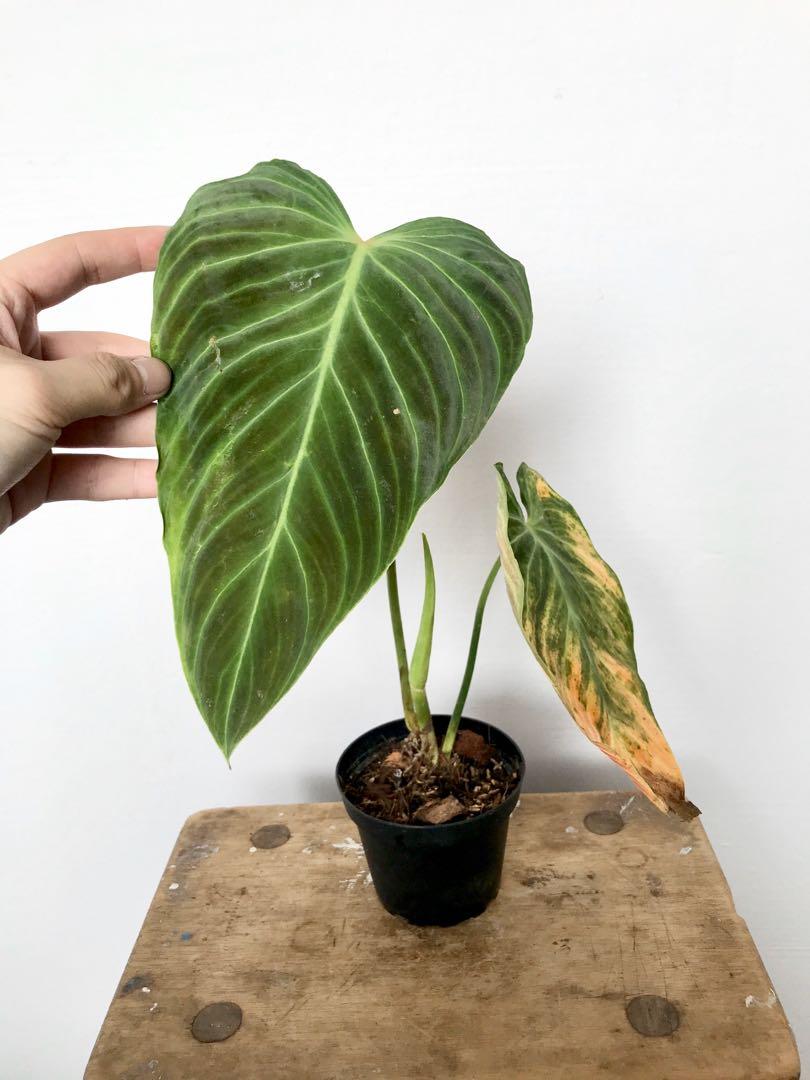 Clearance A Hybrid Philodendron Melanochrysum X Verrucosum Furniture Home Living Gardening Plants Seeds On Carousell