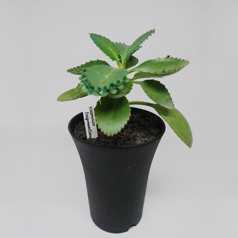 寬葉不死鳥kalanchoe Daigremontiana 落地生根景天科crassulaceae 多肉植物succulent 盆栽植物 傢俬 家居 園藝 土壤和肥料 Carousell