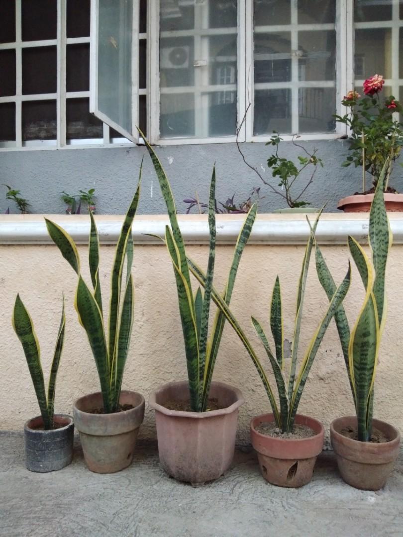 Snake Plants Indoor Plants Las Piñas Metro Manila, Furniture & Home