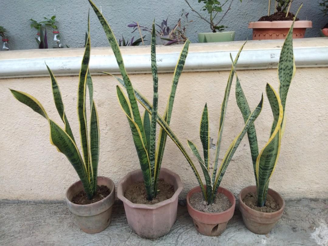 Snake Plants Indoor Plants Las Piñas Metro Manila, Furniture & Home