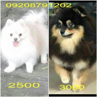 Service Dog View All Service Dog Ads In Carousell Philippines