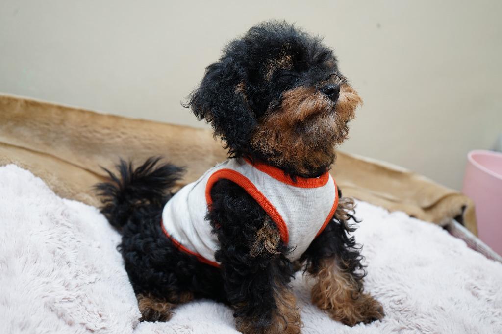 Phantom Type Toy Poodle Male 3 Months, Pet Supplies, Homes & Other Pet  Accessories On Carousell