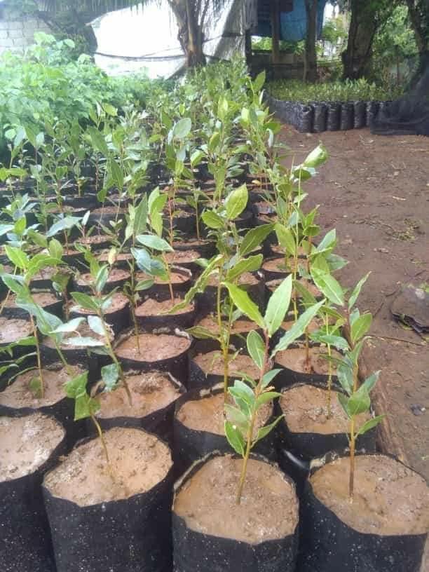 Bay Leaf Laurel Seedlings For Sale Gardening Flowers Plants On Carousell