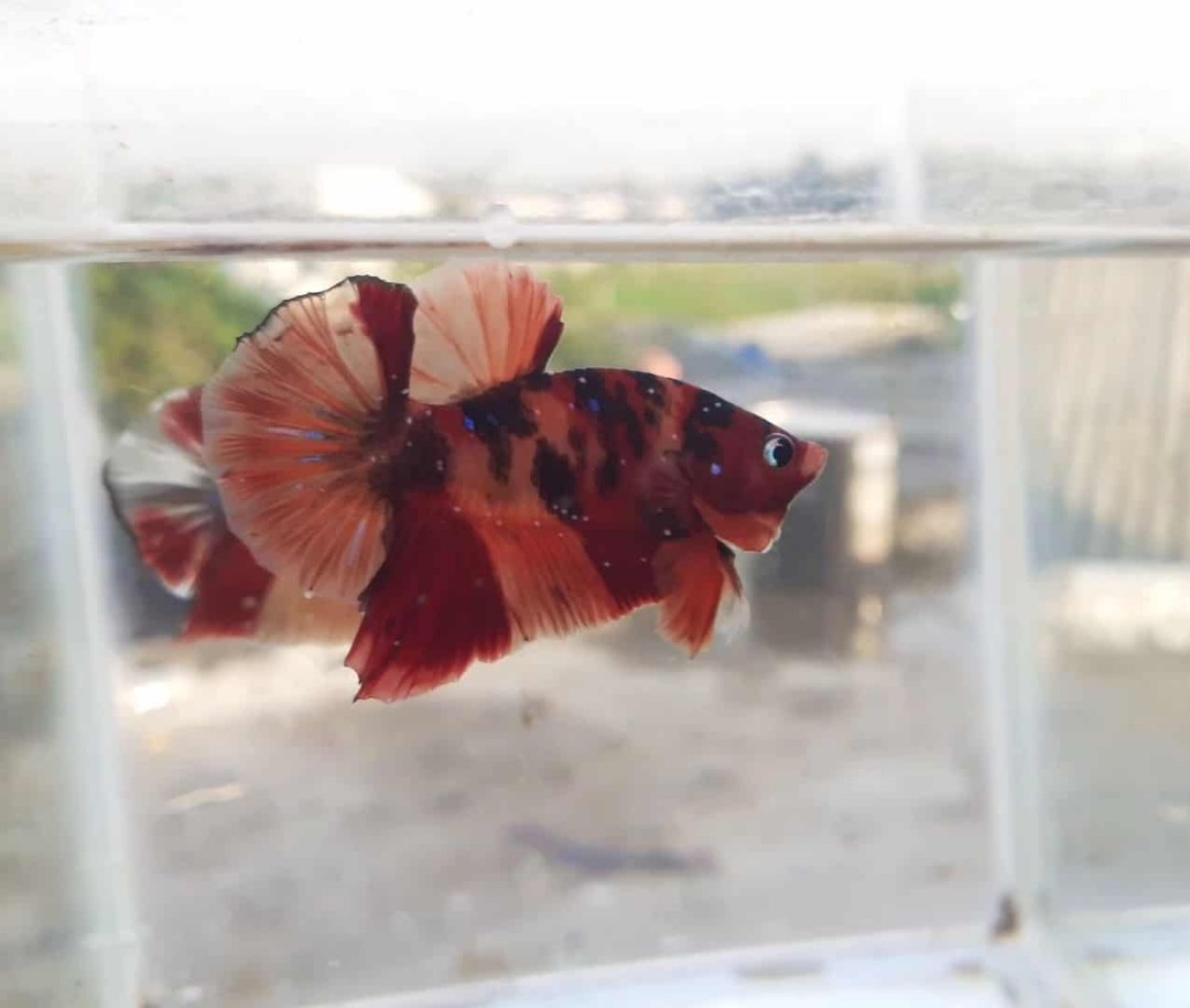 Ikan Cupang Nemo Tiger Perlengkapan Hewan Aksesoris Hewan Di Carousell