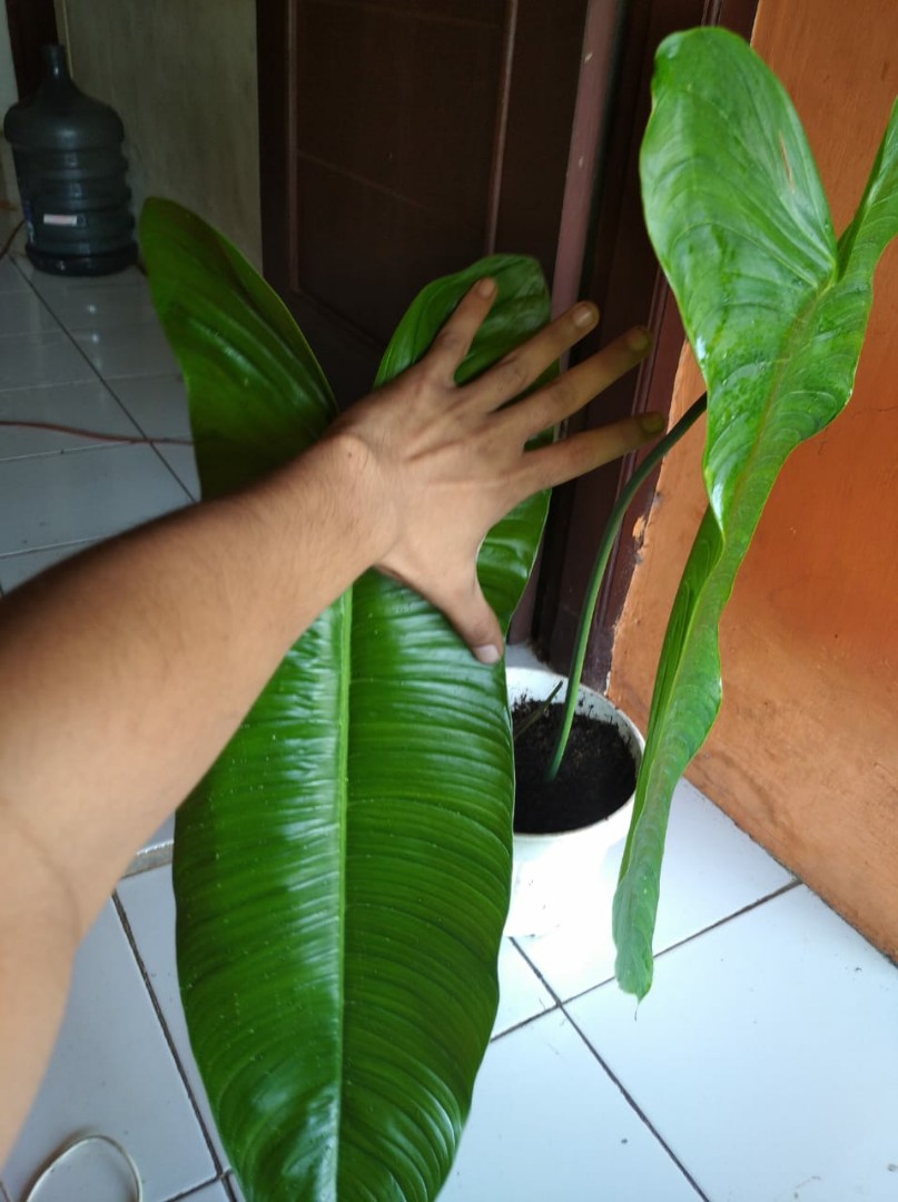 Philodendron Sharoniae Furniture Home Living Gardening Plants Seeds On Carousell