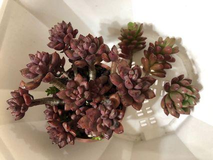 紫夢 紅寶石 砍頭株