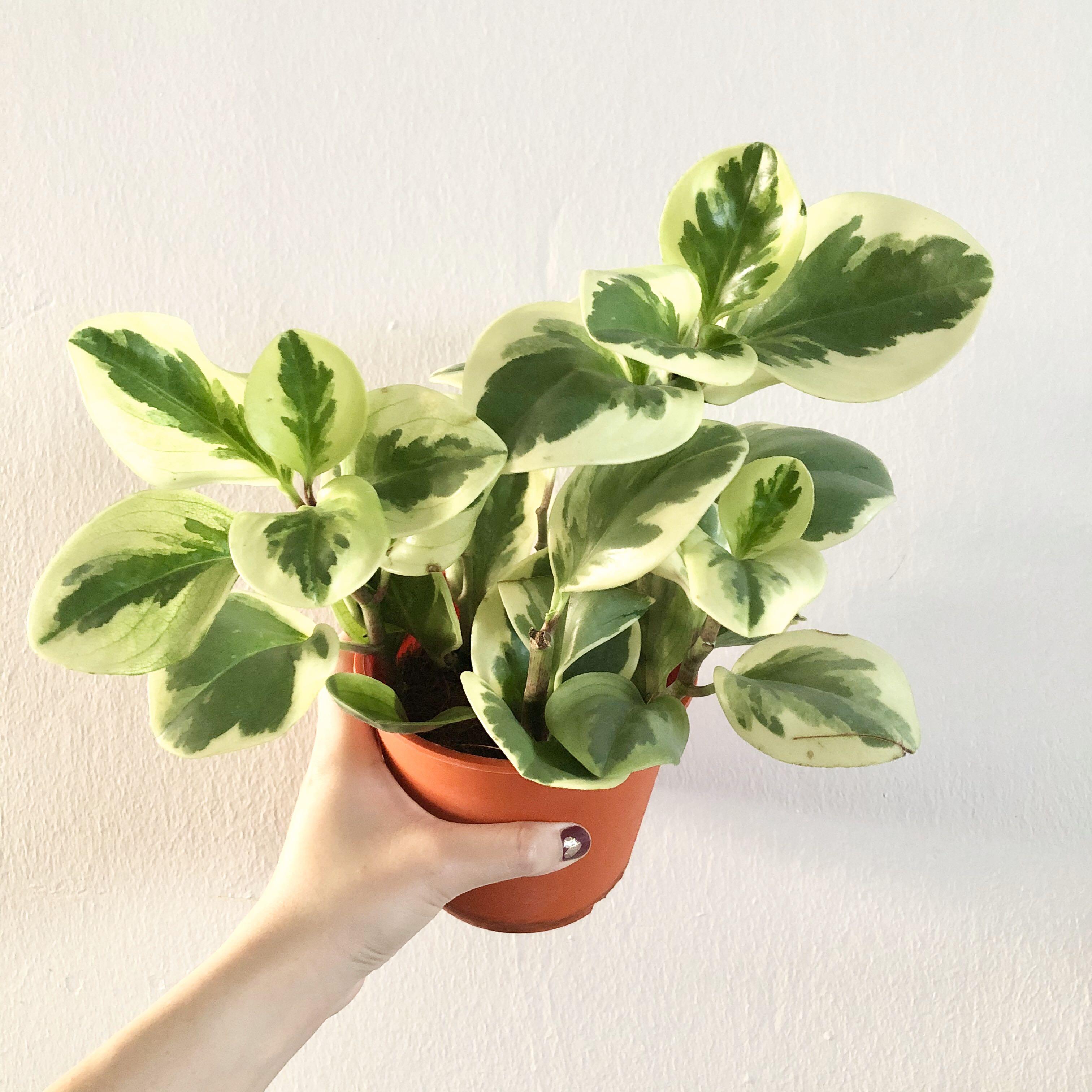 Peperomia Obtusifolia Variegata Gardening Plants On Carousell
