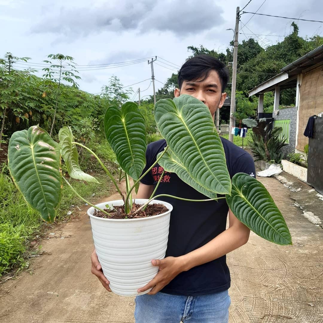 Anthurium Veitchii, Gardening, Plants on Carousell