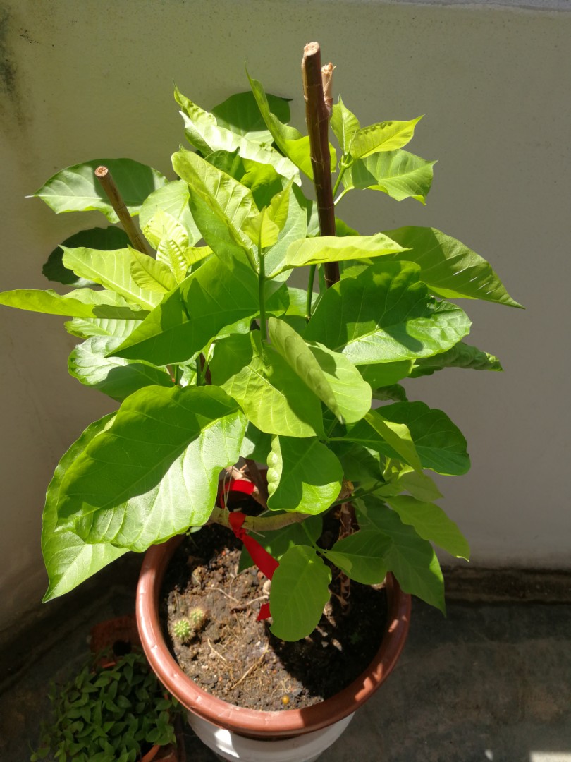 Pokok Kesidang Kerak Nasi Home Furniture Gardening On Carousell