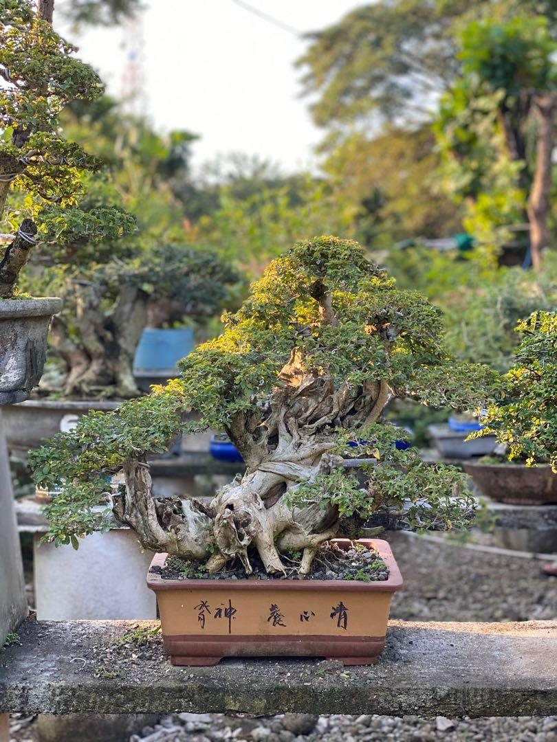 Bonsai Tugas Gardening Flowers Plants On Carousell