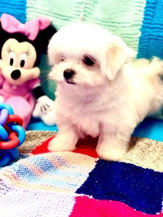Maltese puppies
