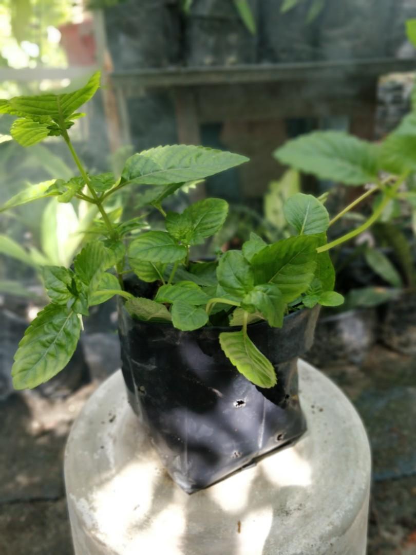 Pokok Cincau Hitam Home Furniture Gardening On Carousell