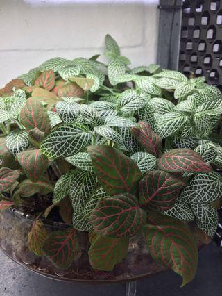 Terrarium- Fittonia