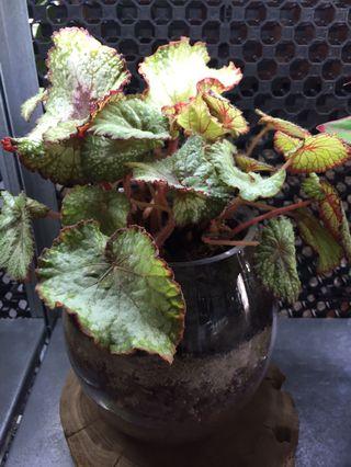 Terrarium with lovely Begonia